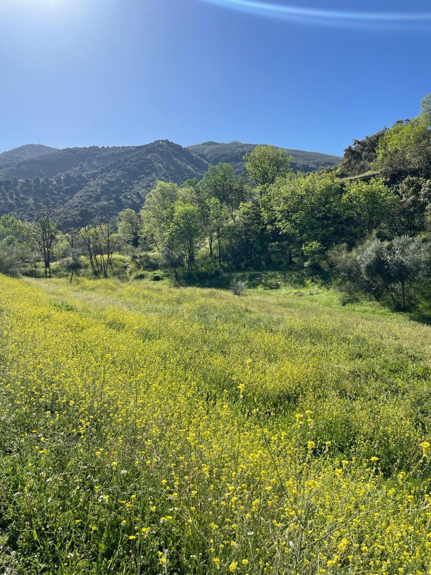 Apartamento Ruta Del Veleta Cenes De La Vega Bagian luar foto